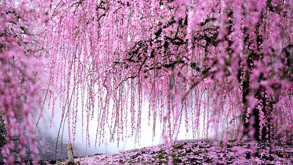 曇梅～鈴鹿の森庭園-4