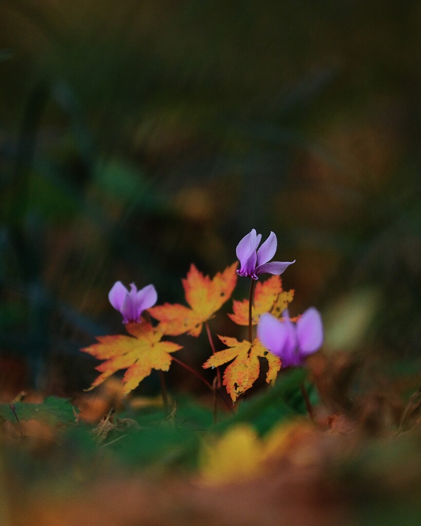 森の紅葉～赤城自然園3