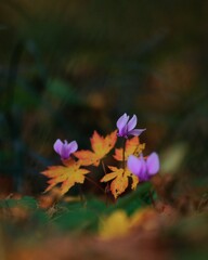森の紅葉～赤城自然園3