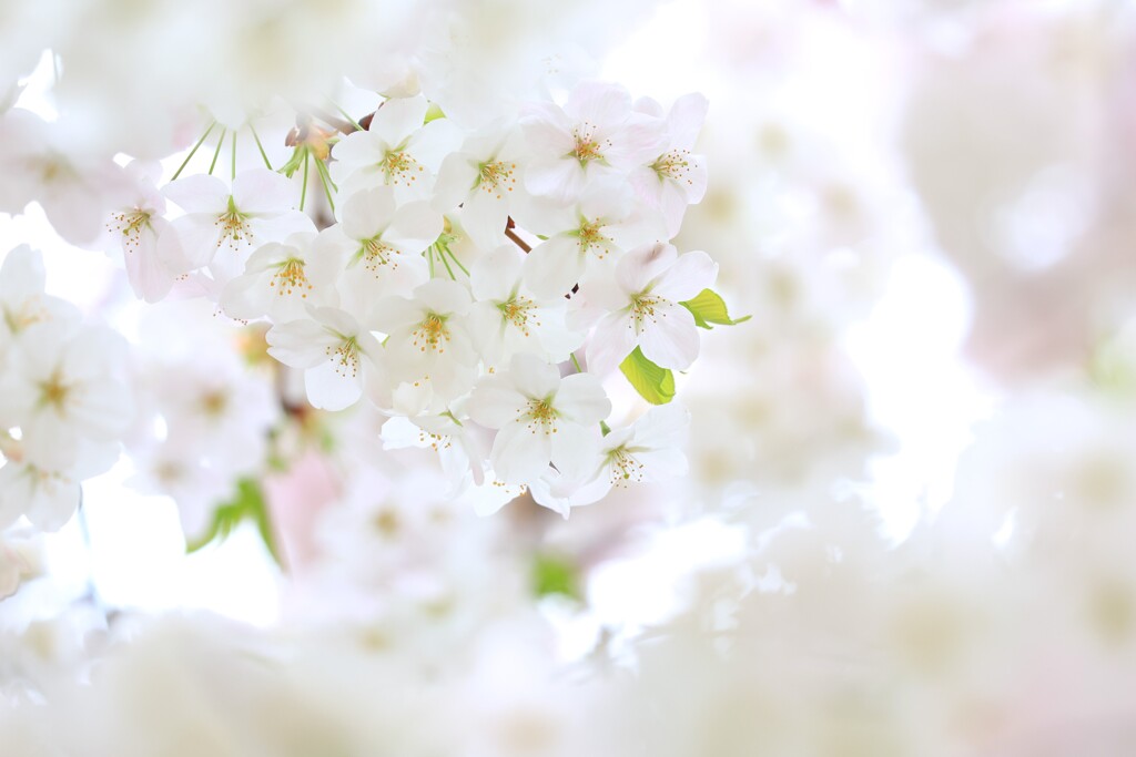 桜～みずほエコパーク2