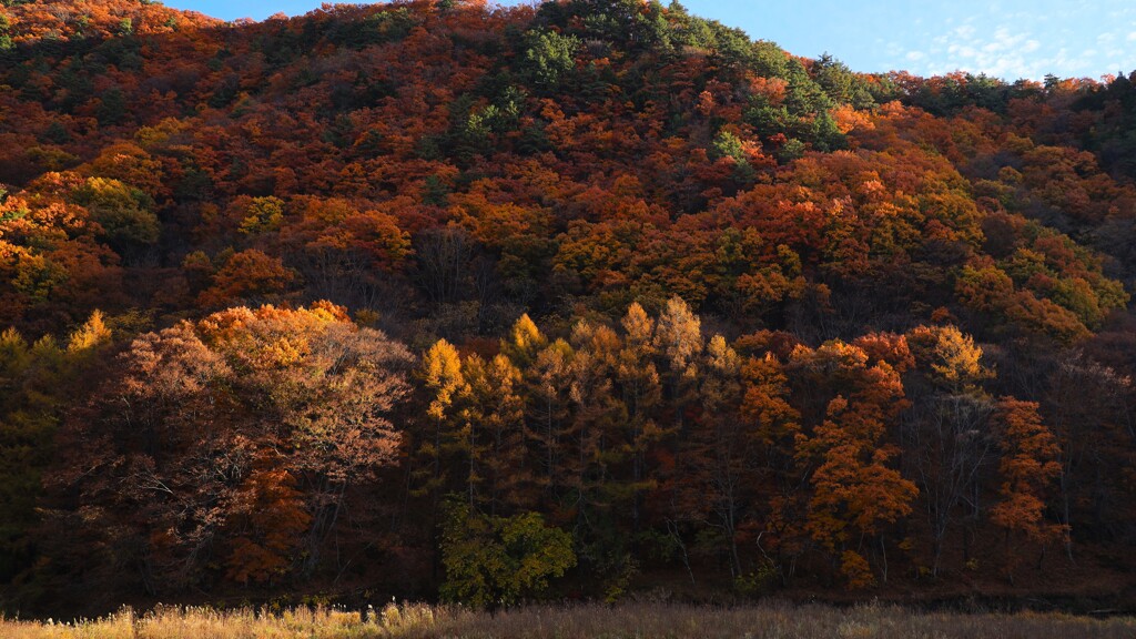 小海線沿線の秋～朝日紅葉