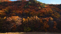 小海線沿線の秋~朝日紅葉 小海線沿線の秋~朝日紅葉