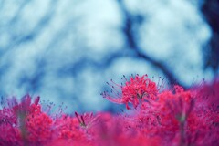 彼岸花～権現堂１