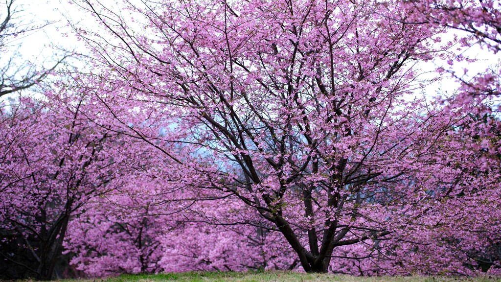 河津桜1～見頃でした♪