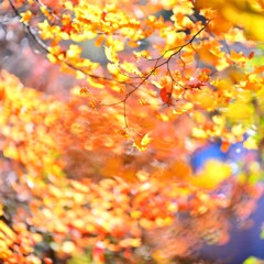 紅葉後半～松原湖3