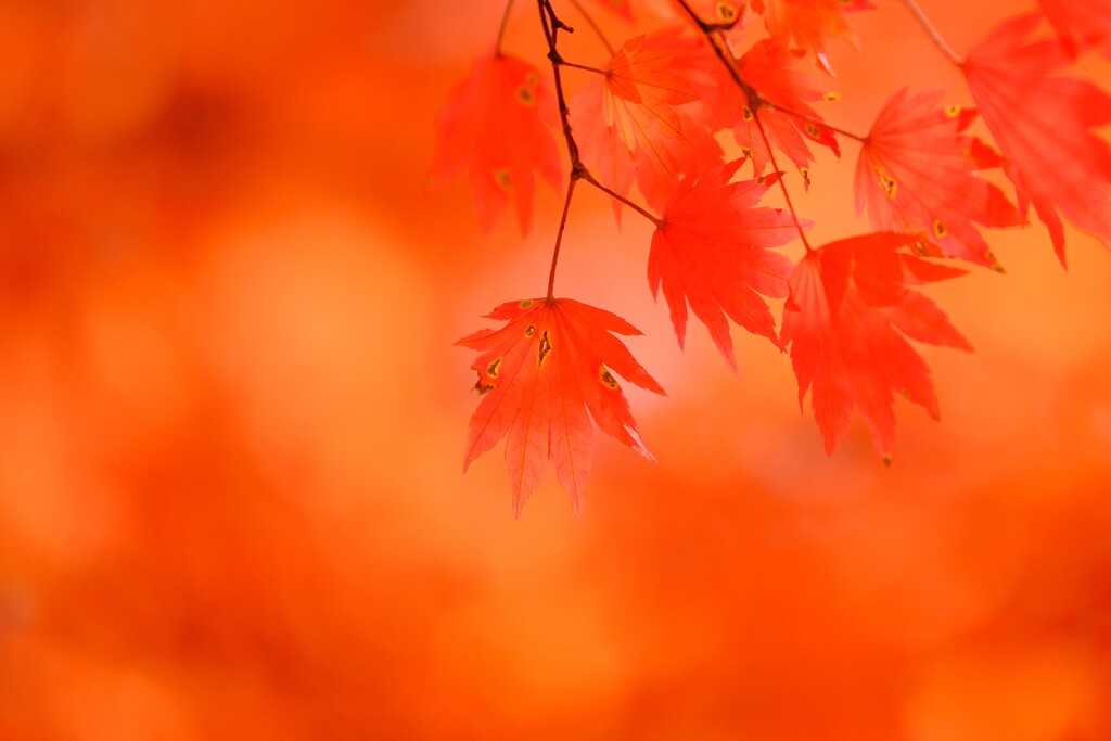 八千穂高原～赤色紅葉