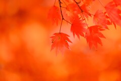 八千穂高原～赤色紅葉