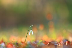 昭和記念公園～スノードロップ