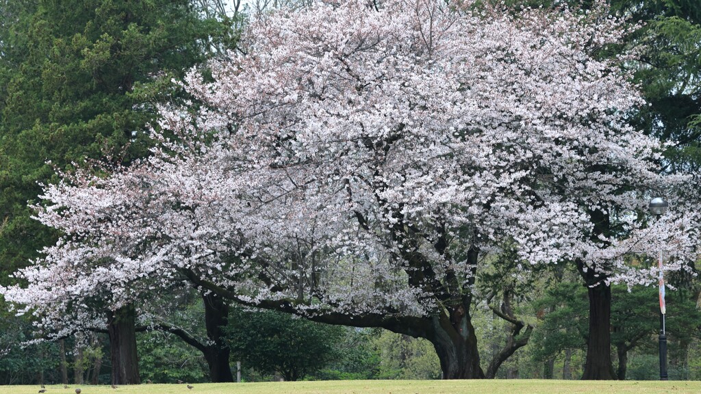 大桜～稲荷山公園