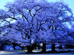 夜桜～稲荷山公園2