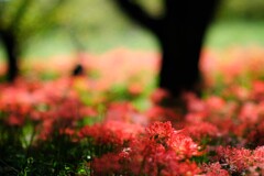 彼岸花見頃～吉見さくら堤公園