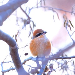 モズ～水元公園2