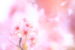 白子桜まつり