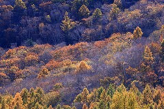 八千穂高原～八ケ嶺橋のカラマツ３
