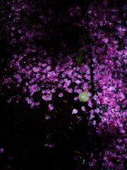 夜桜散歩2