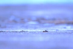 スナガニ～海の日
