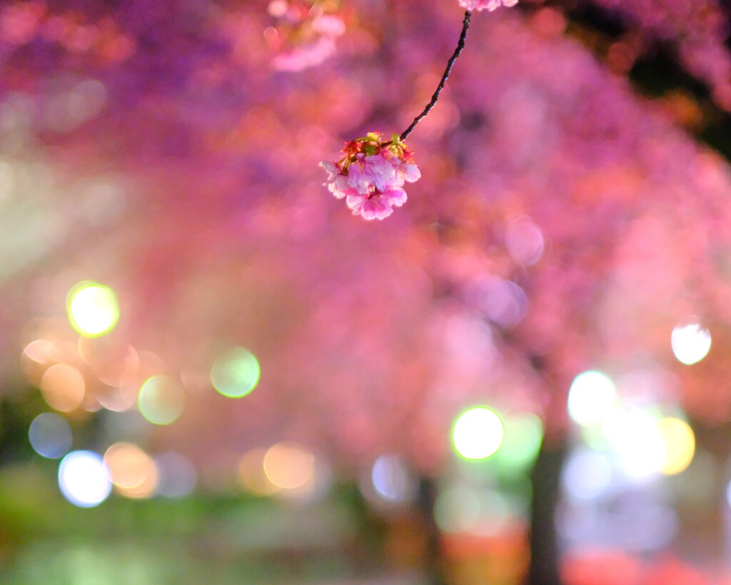 夜桜散歩1
