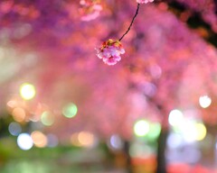夜桜散歩1