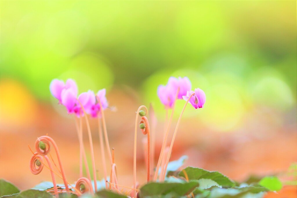 colors pink