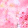 桜散歩～晴れ