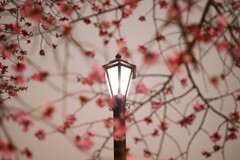 夜桜