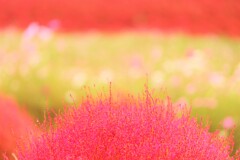 kokia