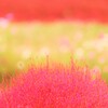 kokia