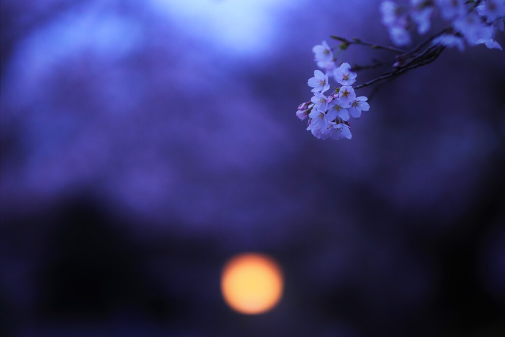 yo sakura