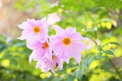 kotei dahlia