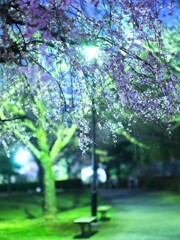 夜桜～枝垂桜