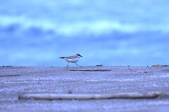 コチドリ～海の日
