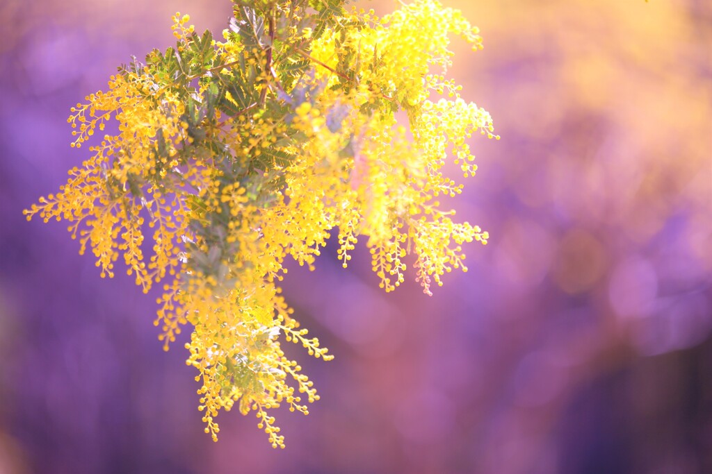 mimosa