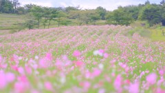 コスモス園
