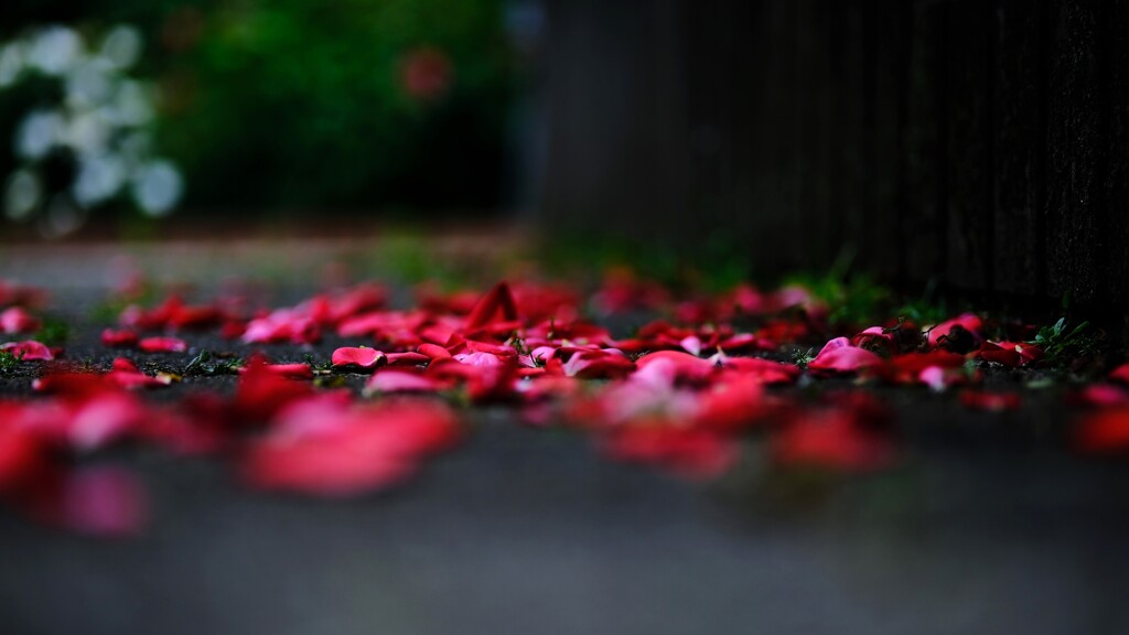 落薔薇　～智光山公園