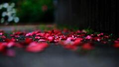 落薔薇　～智光山公園