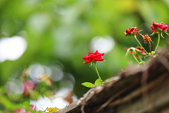rose