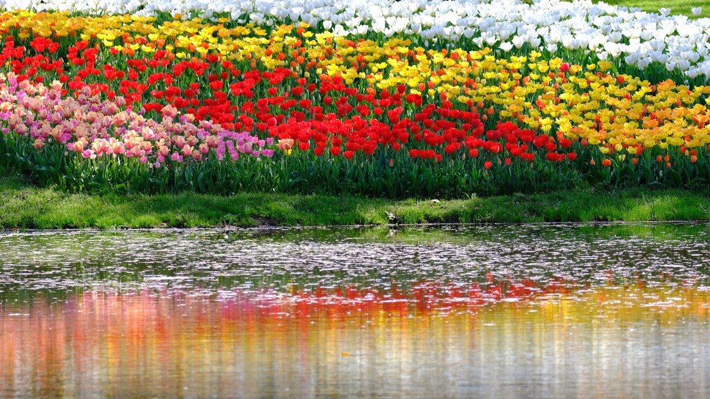 チューリプ～昭和記念公園4