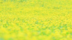 レモンブライト～昭和記念公園1