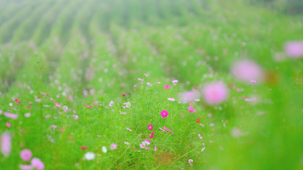 コスモス～内山牧場咲き始め