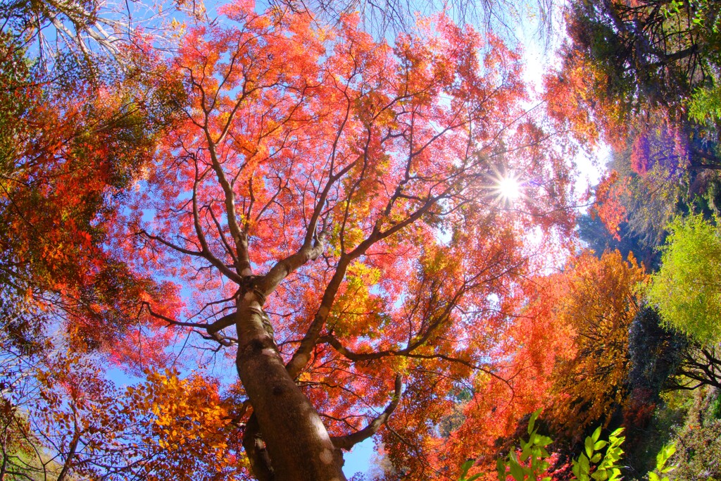 赤城自然園～紅葉１