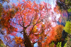 赤城自然園～紅葉１