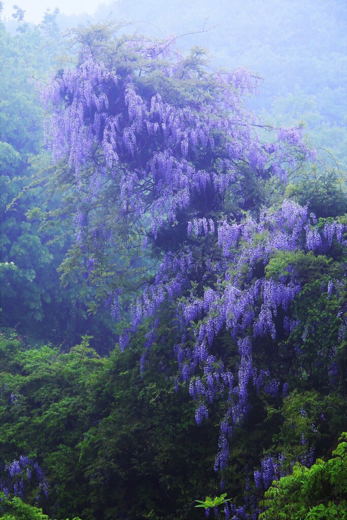 yama-fuji