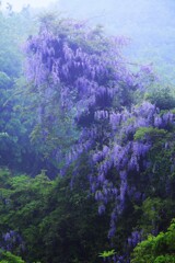yama-fuji