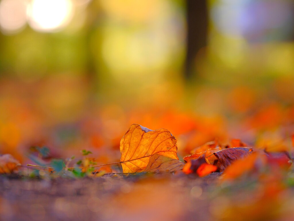 みずほエコパーク～紅葉