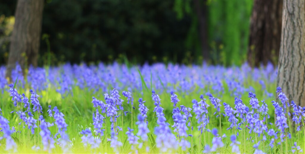 Scilla