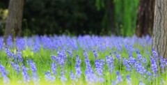 Scilla