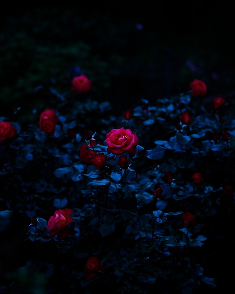 夜薔薇　～智光山公園