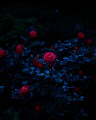 夜薔薇　～智光山公園