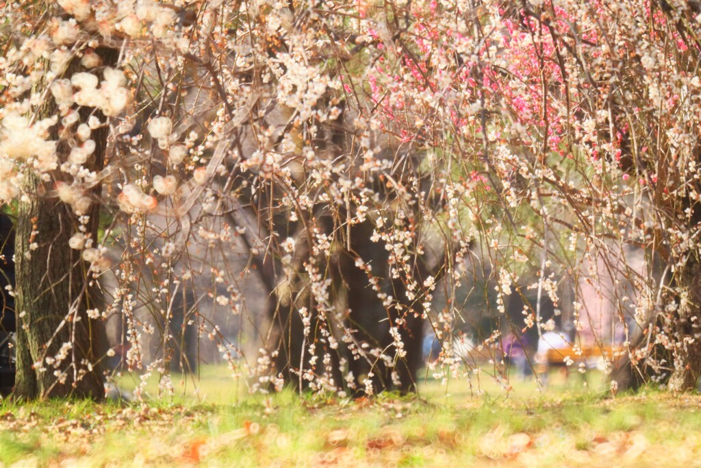 梅～小金井公園