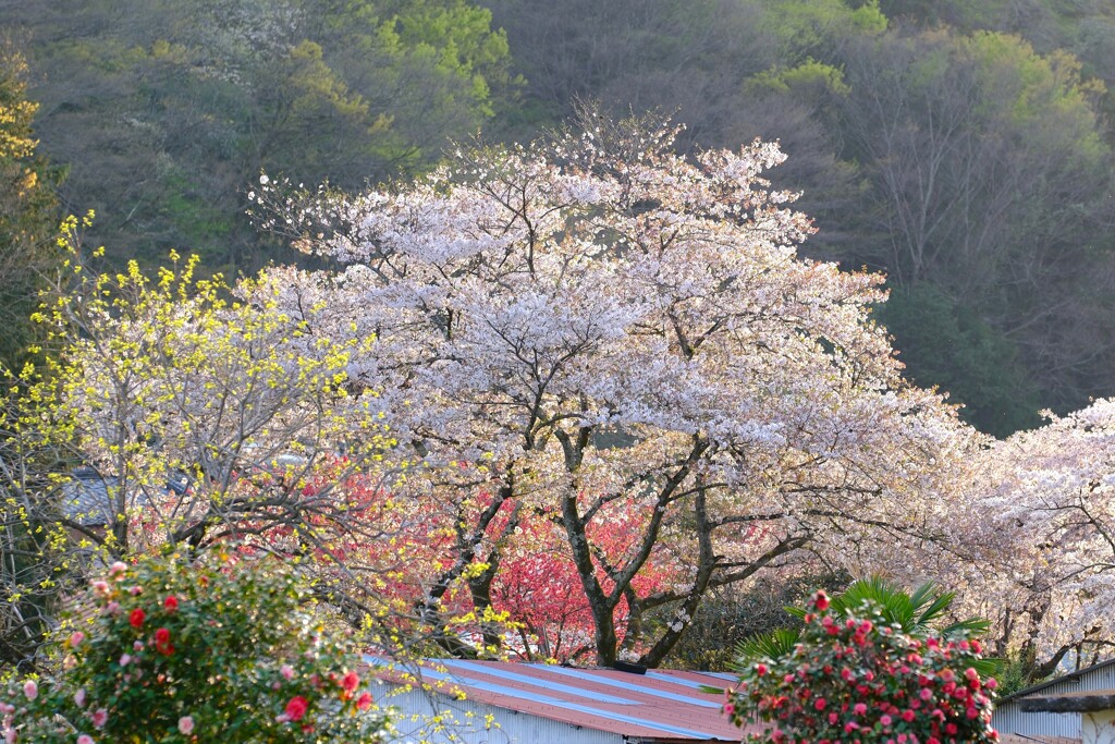 桜～麓の春